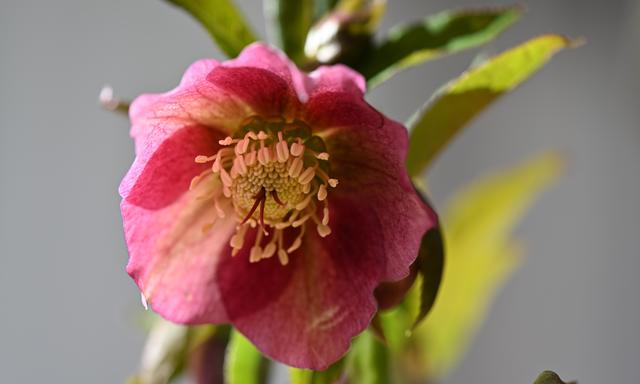 Blumen mit Sommersprossen